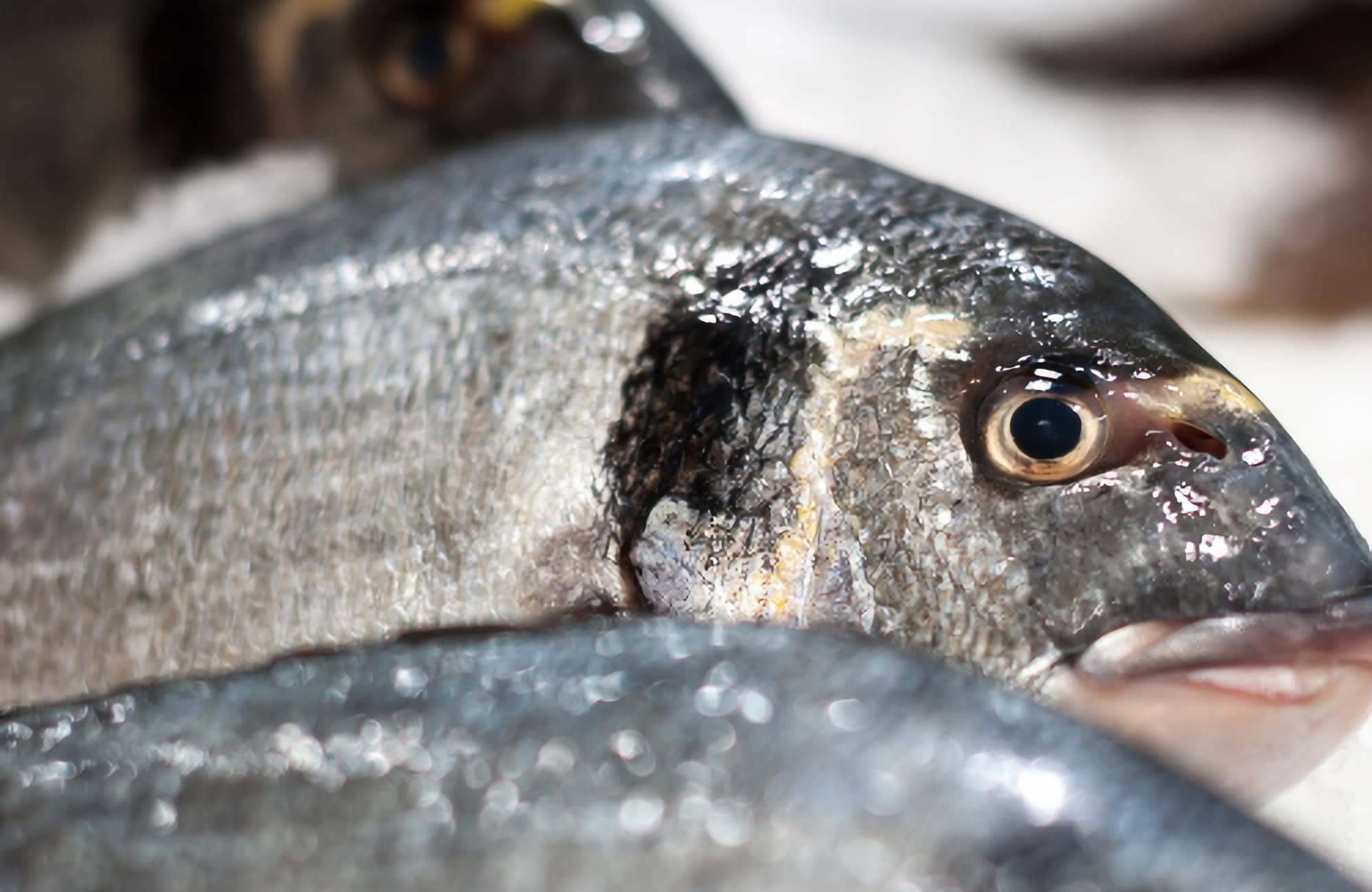 Fisch Tiefkühl